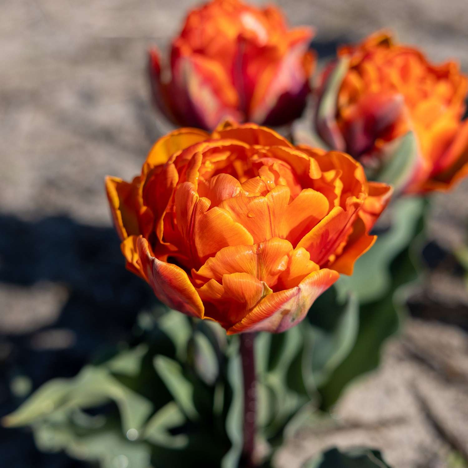 Tulpe 'Orange Princess' - Tulipaner